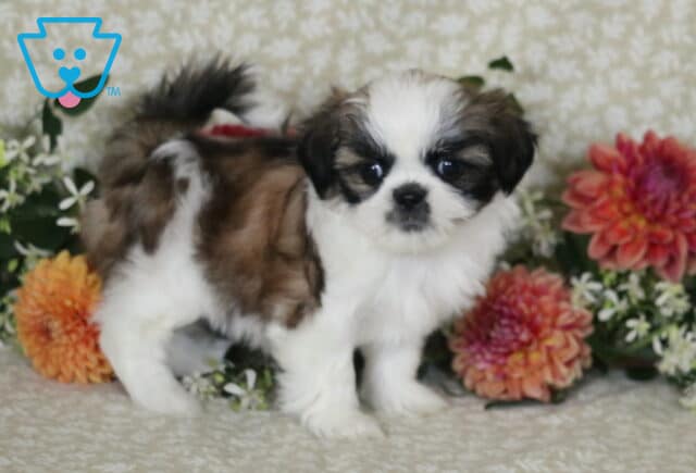 Maxy Shih Tzu image