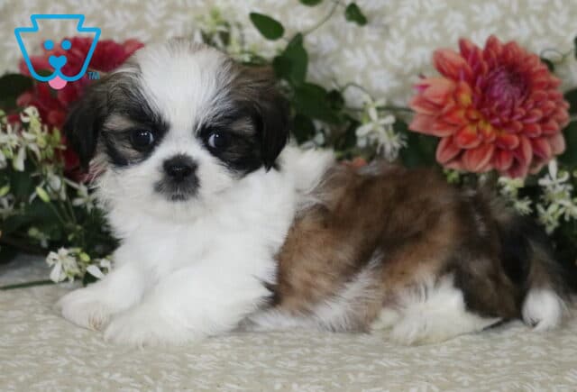 Maxy Shih Tzu2 image