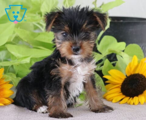 Maxy Yorkie