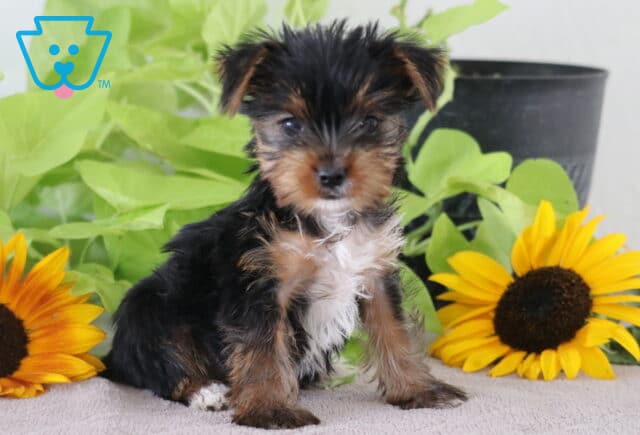 Maxy Yorkie image
