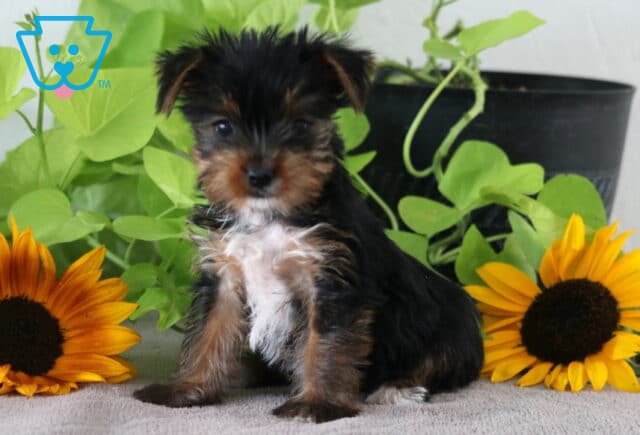 Maxy Yorkie2 image