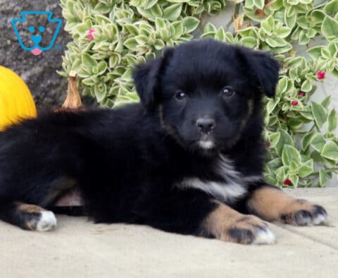 Black tri-color Mini Australian Shepherd puppy stretched out beside a yellow pumpkin, showing subtle tan markings, white chest fur, and tiny white toes.