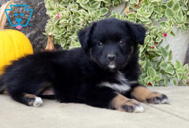 Black tri-color Mini Australian Shepherd puppy stretched out beside a yellow pumpkin, showing subtle tan markings, white chest fur, and tiny white toes. image