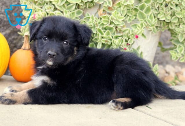 Fluffy black tri-color Mini Australian Shepherd puppy relaxing beside two pumpkins, with soft tan accents, a small white chin, and leafy greenery behind. image