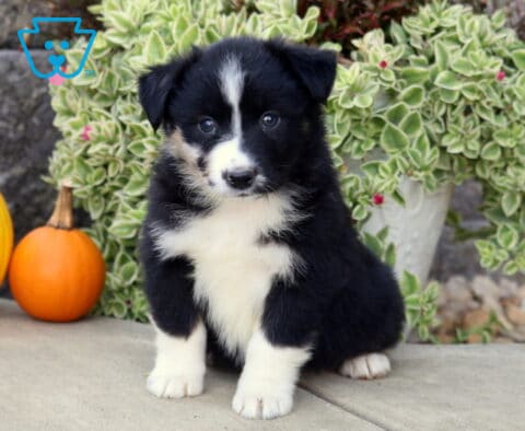 Black tri-color Mini Australian Shepherd puppy with a narrow white blaze and fluffy white chest sitting in front of autumn pumpkins and greenery.