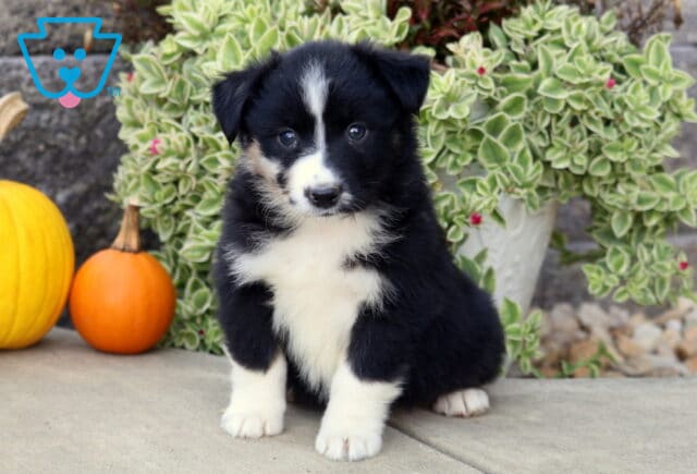 Black tri-color Mini Australian Shepherd puppy with a narrow white blaze and fluffy white chest sitting in front of autumn pumpkins and greenery. image