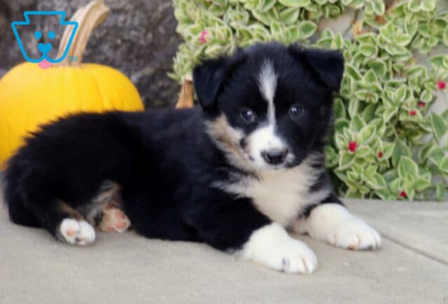 Black tri-color Mini Australian Shepherd puppy stretched out on a patio, showing off white paws and a distinctive facial blaze beside fall pumpkins and greenery. image