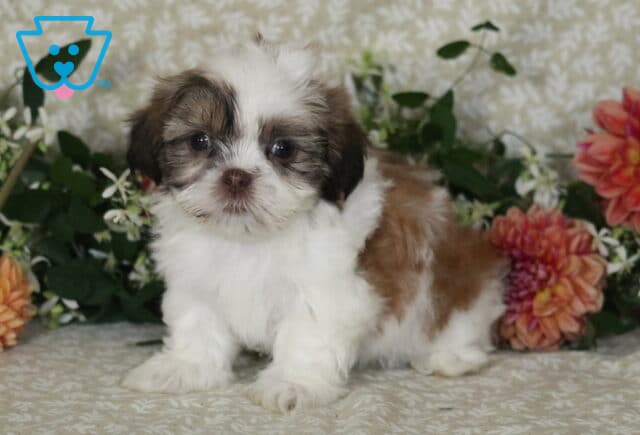 Mckenzie Shih Tzu image