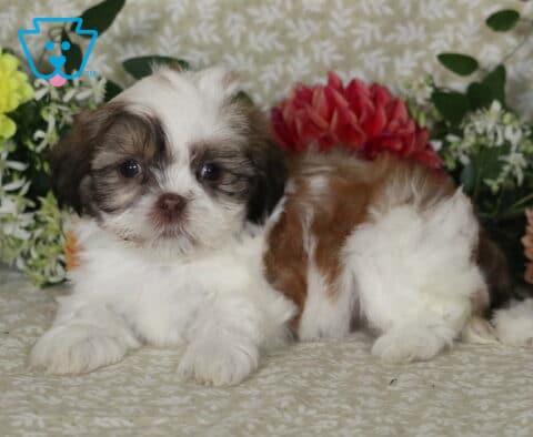 Mckenzie Shih Tzu2