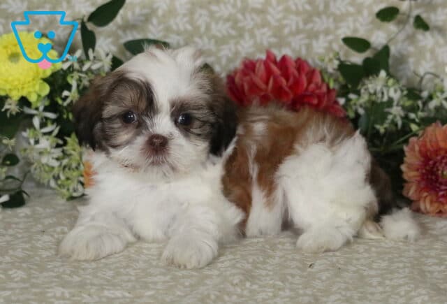 Mckenzie Shih Tzu2 image