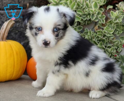 Fluffy blue merle Mini Australian Shepherd puppy with icy blue eyes sitting beside yellow and orange pumpkins and cascading green foliage.
