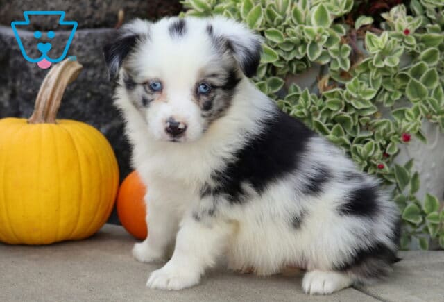 Fluffy blue merle Mini Australian Shepherd puppy with icy blue eyes sitting beside yellow and orange pumpkins and cascading green foliage. image