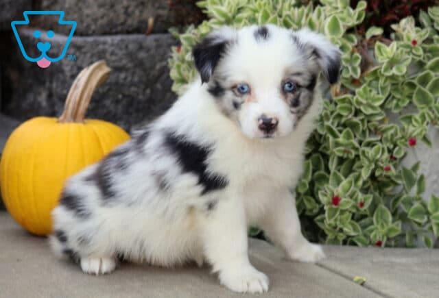 Blue merle Mini Australian Shepherd puppy with vivid blue eyes posed on a patio with a golden pumpkin and variegated greenery behind. image