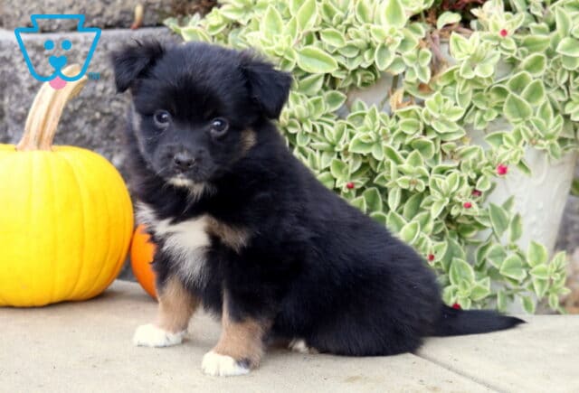 Black tri-color Mini Australian Shepherd puppy sitting beside a bright yellow pumpkin, with tan markings, white paws, and leafy greenery in the background. image