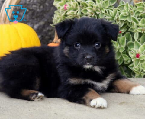 Fluffy black tri-color Mini Australian Shepherd puppy lying on a stone patio with front paws stretched forward, gazing at the camera beside a yellow pumpkin and green foliage.