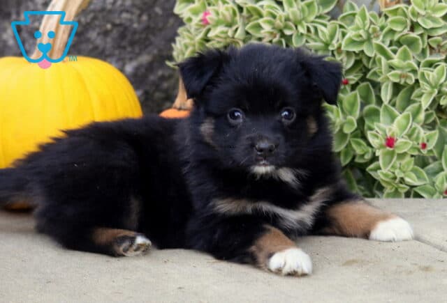Fluffy black tri-color Mini Australian Shepherd puppy lying on a stone patio with front paws stretched forward, gazing at the camera beside a yellow pumpkin and green foliage. image