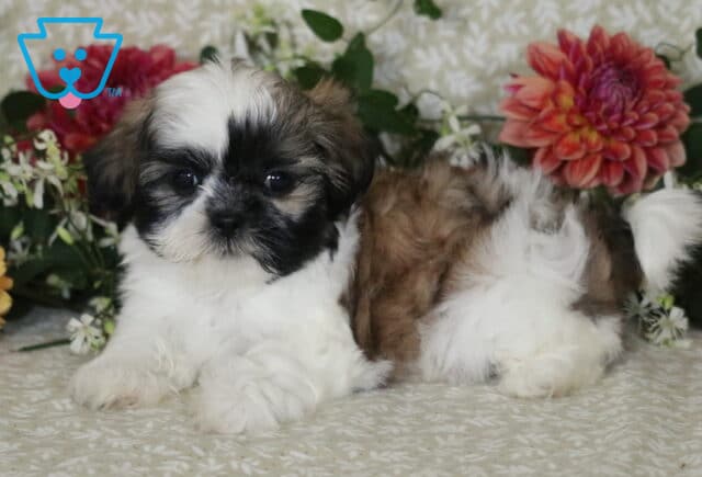 Mighty Shih Tzu image