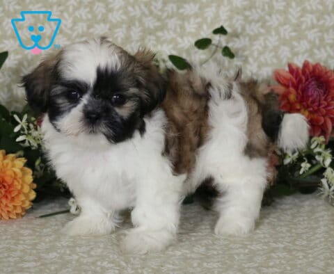 Mighty Shih Tzu2