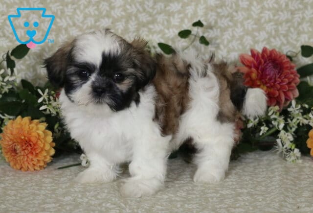 Mighty Shih Tzu2 image