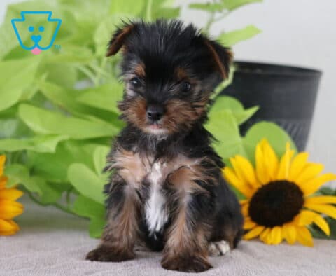Mighty Yorkie