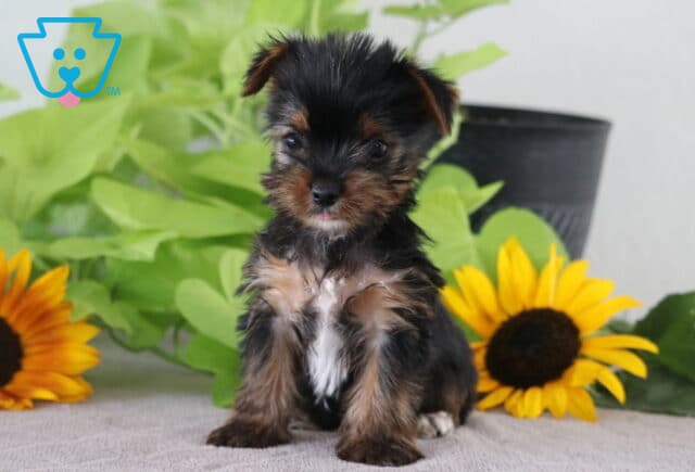 Mighty Yorkie image