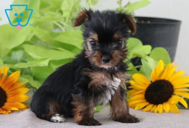Mighty Yorkie2 image
