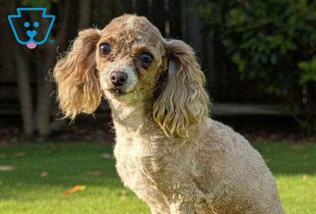 Mike Toy Poodle Karen Greene2 image