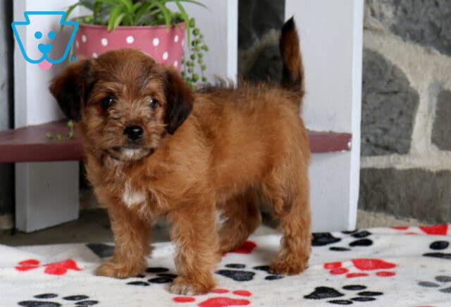 Milly Poodle Mix image
