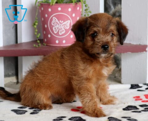 Milly Poodle Mix2