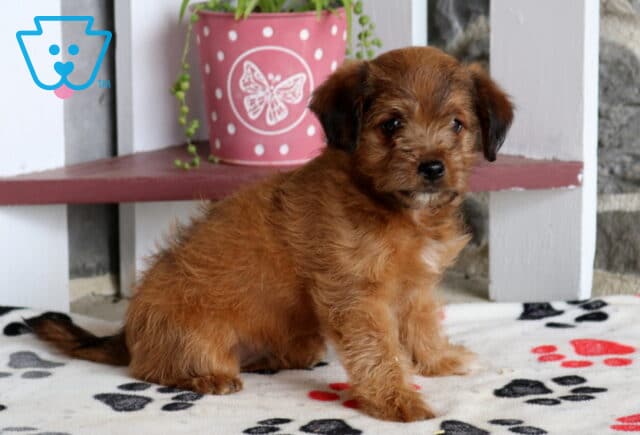 Milly Poodle Mix2 image