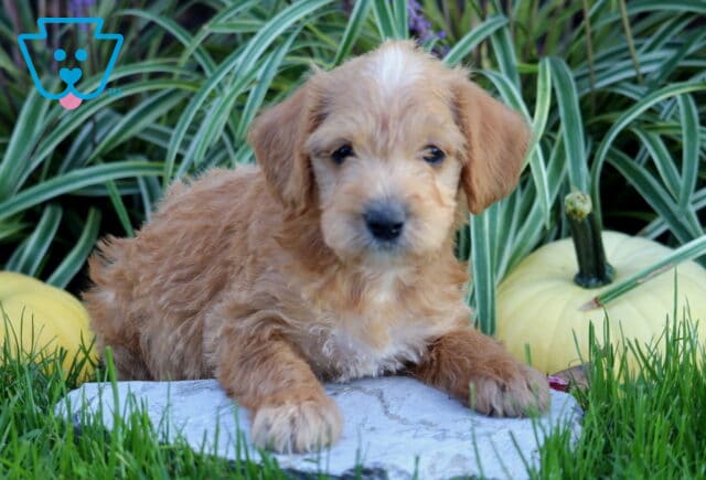 Light apricot Double Doodle puppy with a white forehead marking resting its front paws on a garden stone between pale pumpkins and lush greenery. image