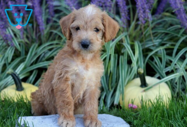 Light apricot Double Doodle puppy with a white forehead marking resting its front paws on a garden stone between pale pumpkins and lush greenery. image