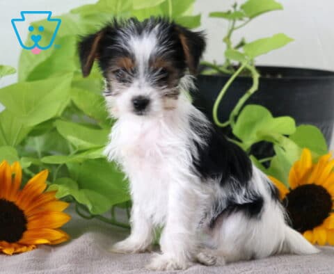 Minnie Yorkie