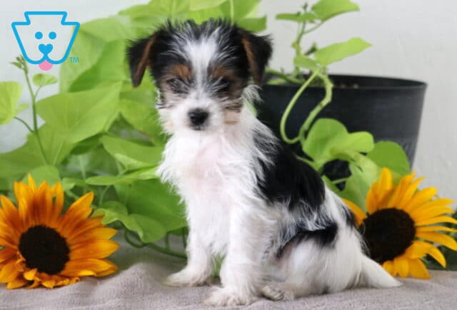 Minnie Yorkie image