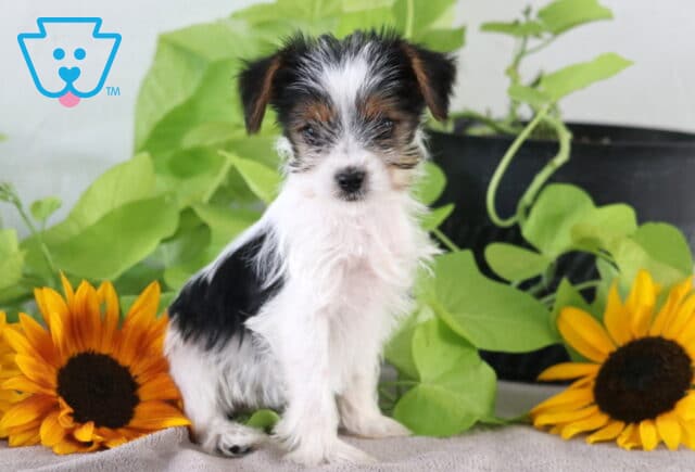 Minnie Yorkie2 image