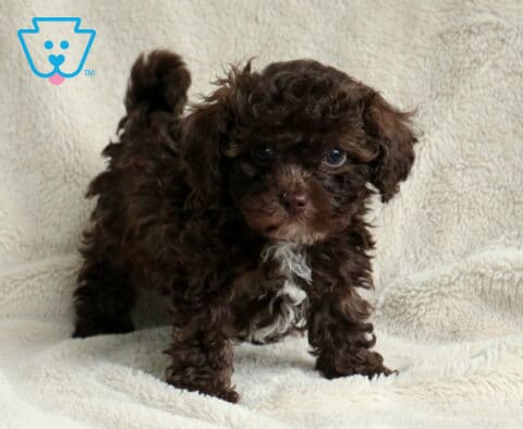 Moose Toy Poodle