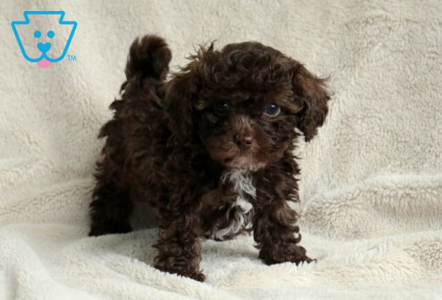 Moose Toy Poodle image