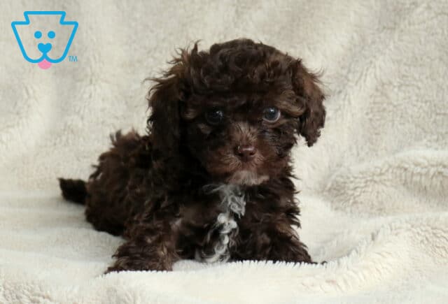Moose Toy Poodle2 image