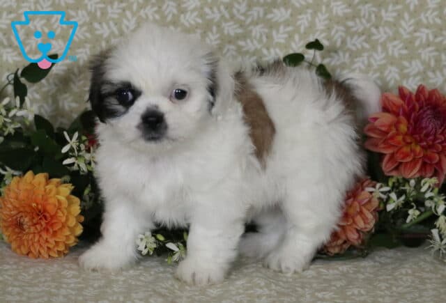 Muffin Shih Tzy image