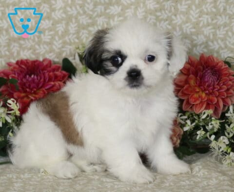 Muffin Shih Tzy2