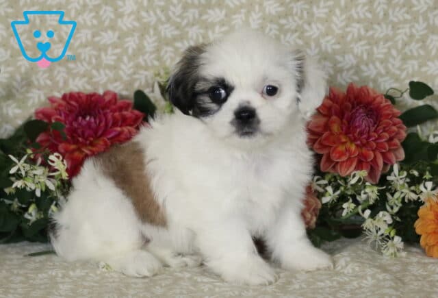 Muffin Shih Tzy2 image