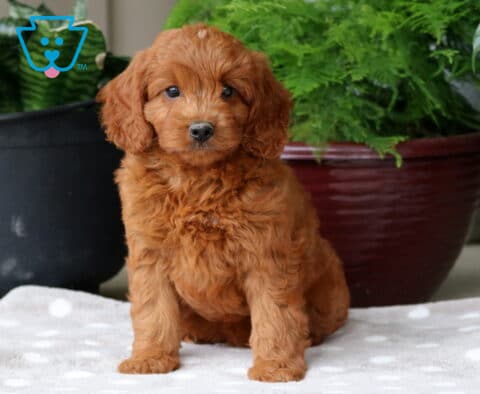 Nala Mini Goldendoodle