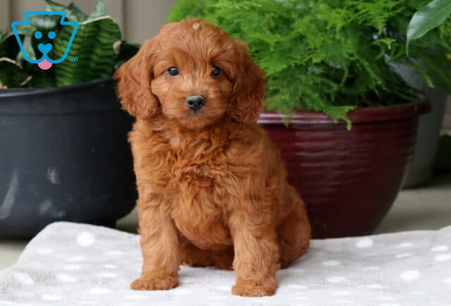 Nala Mini Goldendoodle image