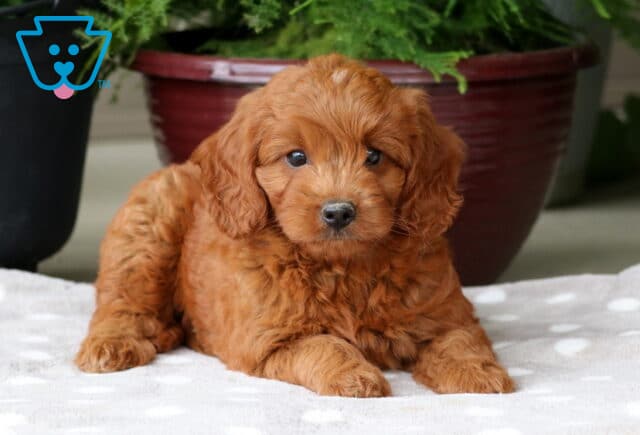 Nala Mini Goldendoodle2 image