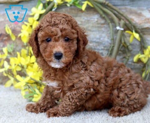 Nala Toy Poodle