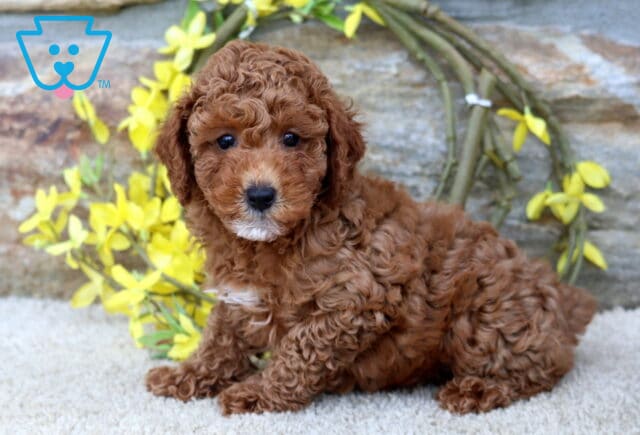 Nala Toy Poodle image