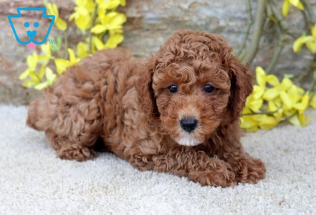 Nala Toy Poodle2 image