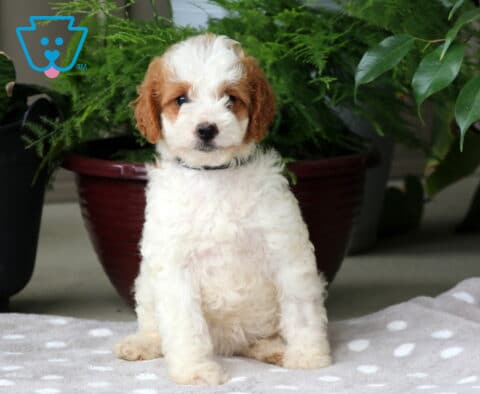 Natalie Mini Goldendoodle