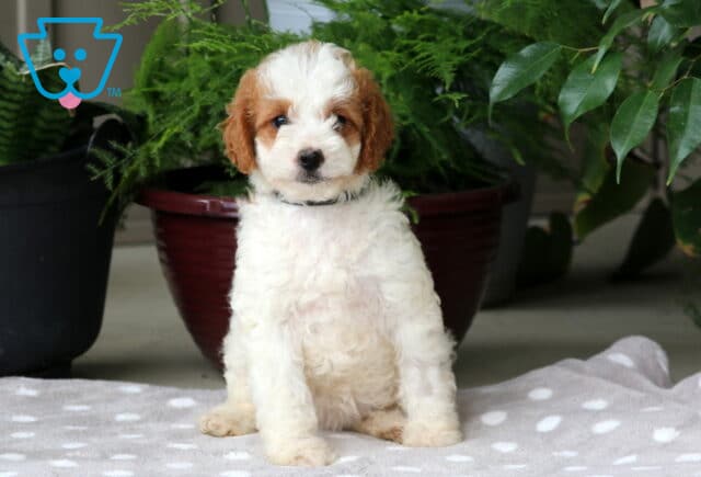 Natalie Mini Goldendoodle image