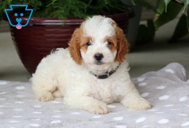 Natalie Mini Goldendoodle2 image